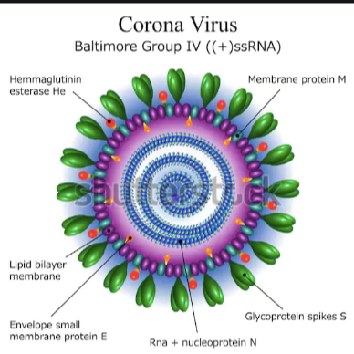 corona virus forum (World Health Organization)
