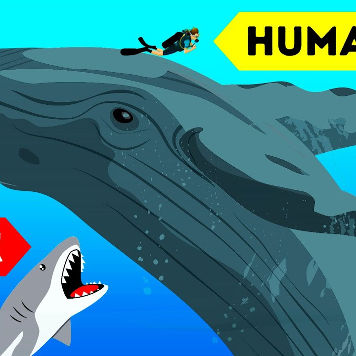 Wild Animals That Saved Someone's Life