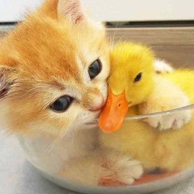 Cat and Ducklings