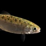 The Salmon's Life Mission