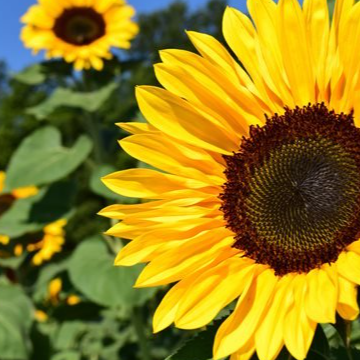 sun flower life