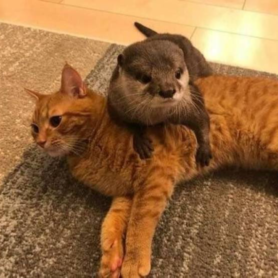 FUNNIEST ANIMALS ON EARTH